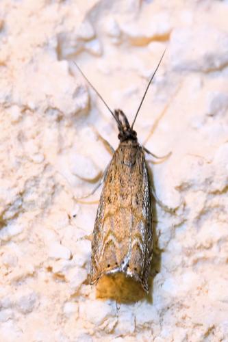 Réf. 335 187 : Platytes cerussella